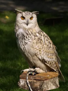 Owls 29 54