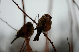 Sparrows 117 2