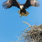 Explore Types Of Eagles: A Quick Guide