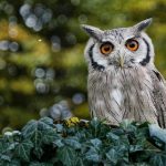 Do Owls Eat Birds? Quick Facts Revealed