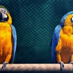 Discover Popular Parrot Types Today