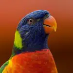 Top Parrot Breeds: A Quick Guide