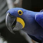 Macaw Vs Parrot: Key Differences Explored