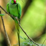 Discover Wild Parakeets: Colorful Adventure Awaits