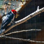 Spotting The Pileated Woodpecker: A Quick Guide