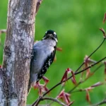 Spotting The Black And White Woodpecker